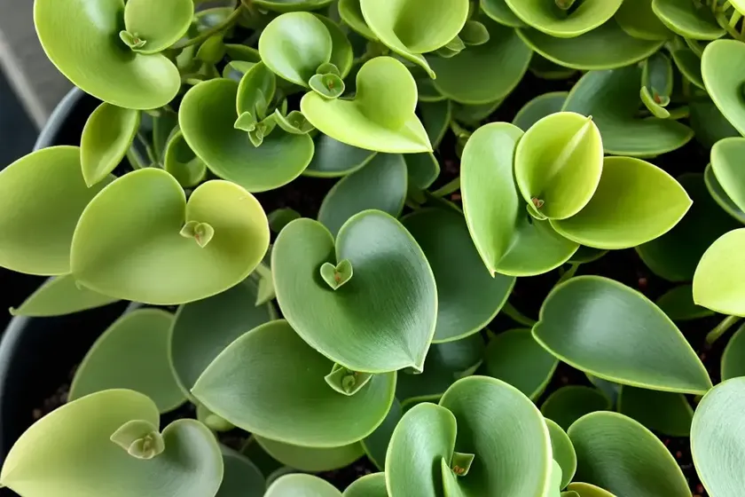 Peperomia napoli nights (peperomia napoli nights) — photo 3