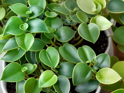 Peperomia Napoli Nights (Peperomia Napoli Nights)