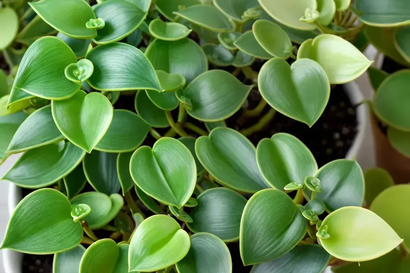 Peperomia napoli nights (peperomia napoli nights)