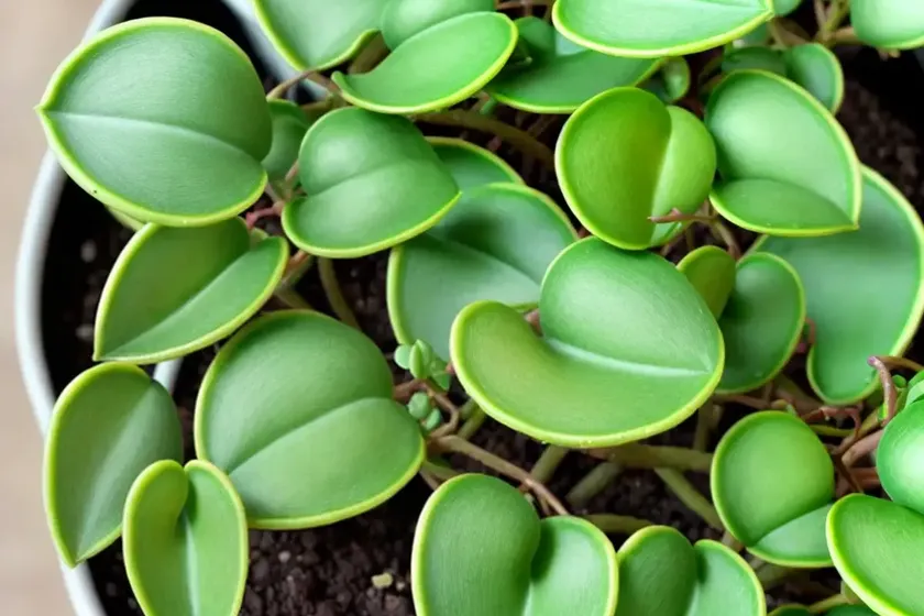 Peperomia nivalis (peperomia nivalis) — photo 2