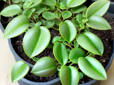 Peperomia Nivalis (Peperomia Nivalis)