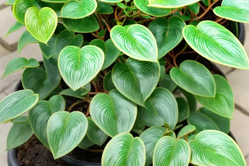 Peperomia Obtusifolia Variegata (Peperomia ‘golden Gate’) — photo 2