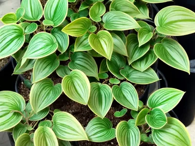 Peperomia Obtusifolia Variegata (Peperomia ‘golden Gate’)