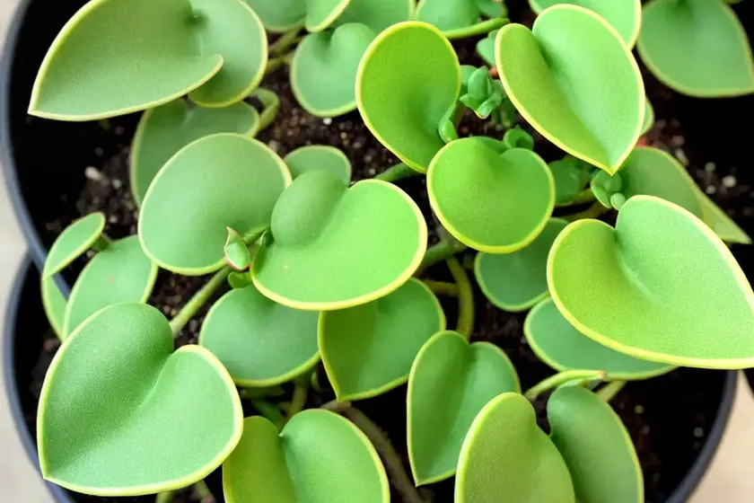 Peperomia pepperspot (peperomia ‘pepperspot’) — photo 3