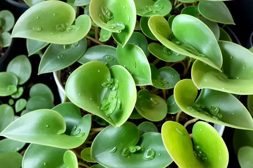 Peperomia polybotrya ‘raindrop’ (peperomia polybotrya) — photo 3