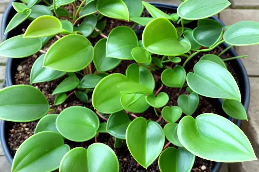Peperomia repii (peperomia ‘metallica’) — photo 3