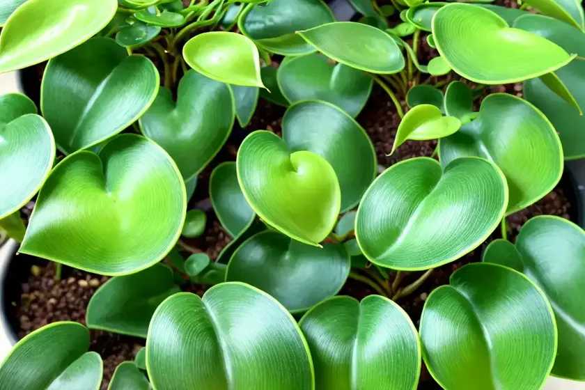 Peperomia thailand peperomia ‘thailand’ (peperomia ‘thailand’) — photo 2