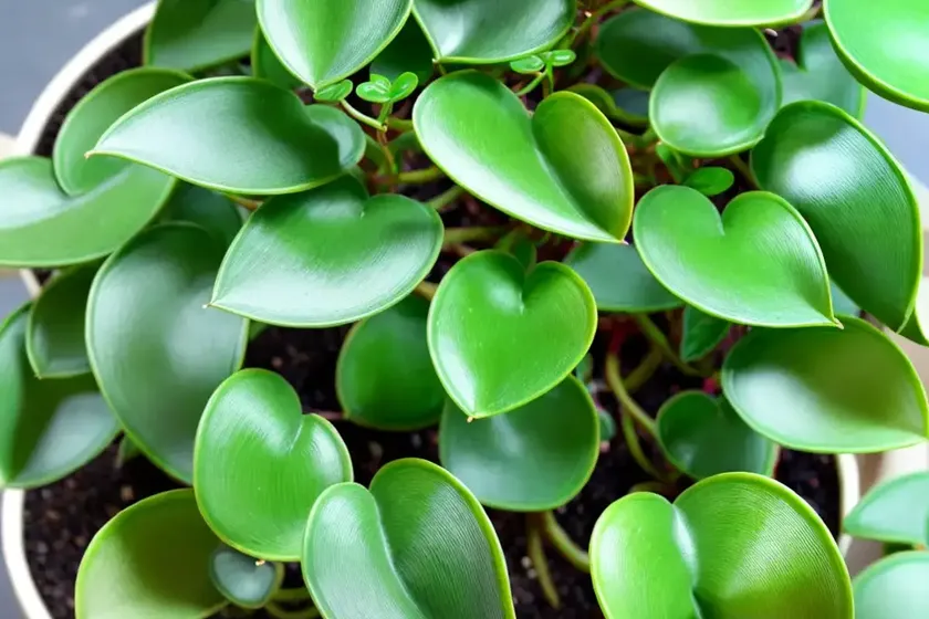 Peperomia thailand peperomia ‘thailand’ (peperomia ‘thailand’)
