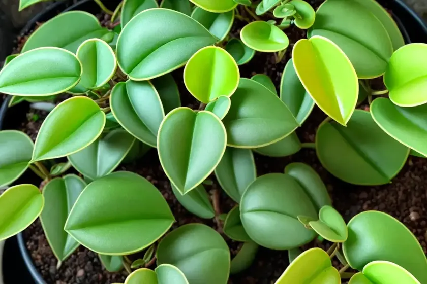Peperomia turboensis (peperomia turboensis) — photo 2