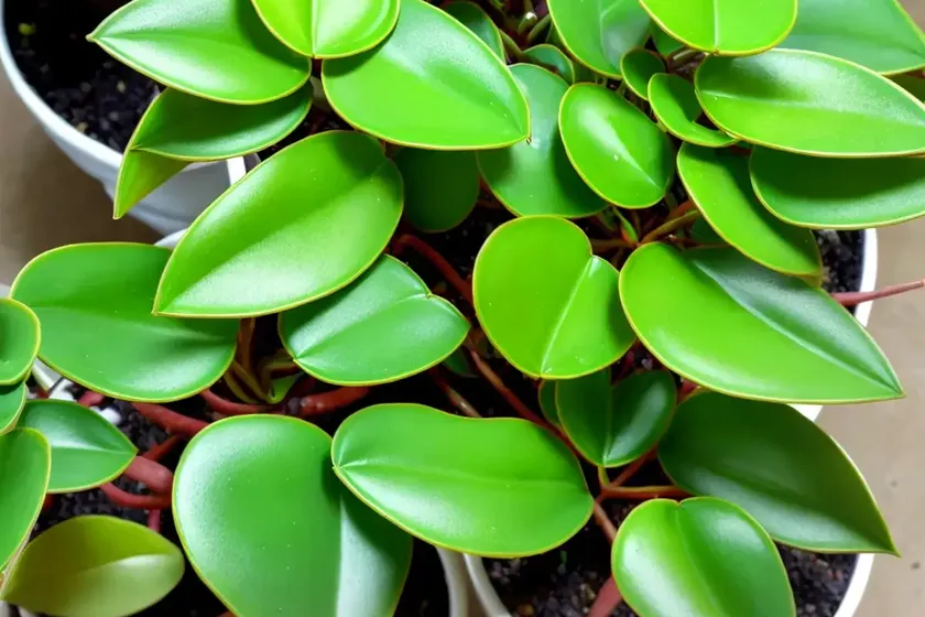 Peperomia turboensis (peperomia turboensis)