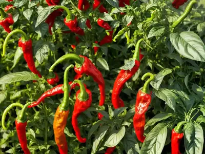 Pepper (Capsicum Annuum (Hot Pepper Group)