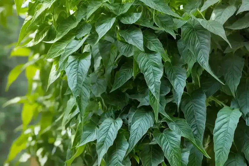 Pepper vine (ampelopsis) — photo 2