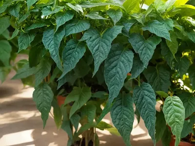 Pepper Vine (Ampelopsis)