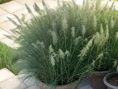 Peppergrass (Lepidium Virginicum)