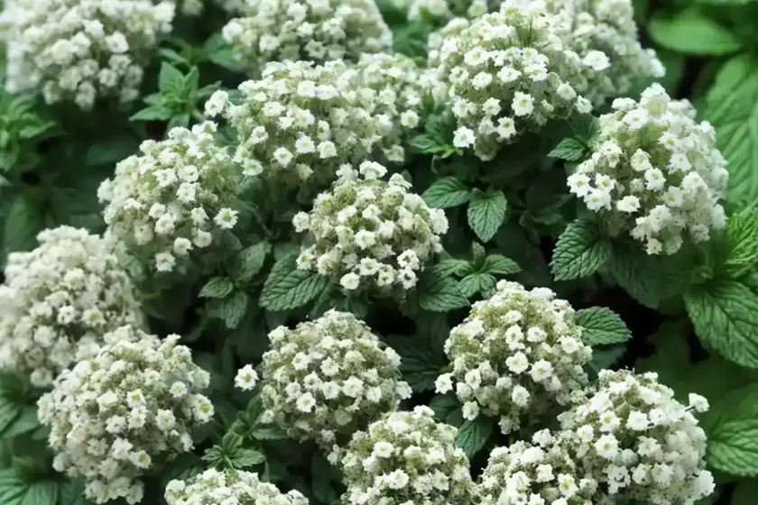 Peppermint (mentha x piperita) — photo 2