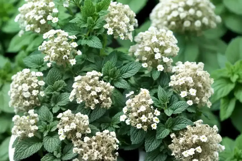 Peppermint (mentha x piperita) — photo 3
