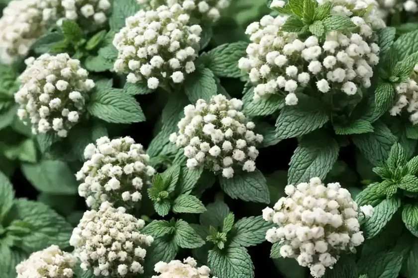 Peppermint (mentha x piperita)