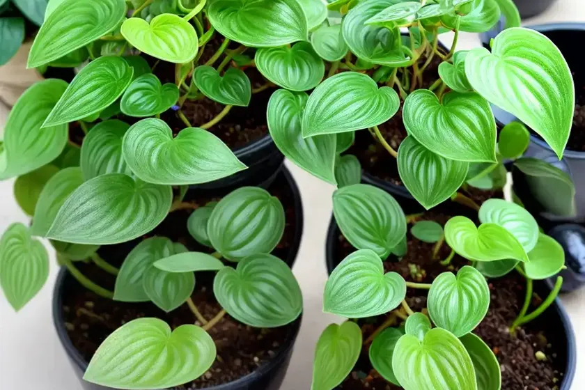 Pepperomia moonlight (peperomia “moonlight”) — photo 2