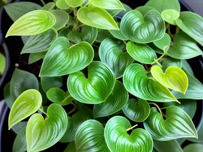 Pepperomia Moonlight (Peperomia “Moonlight”)