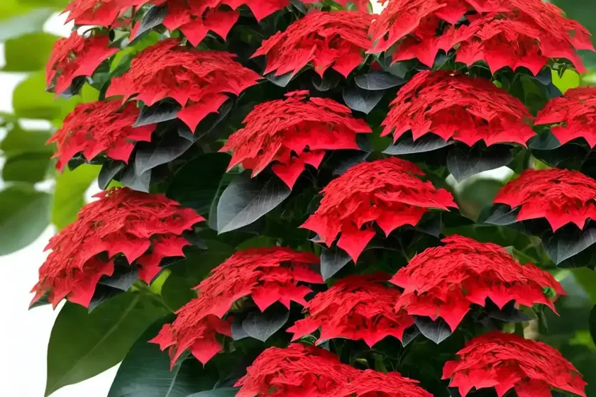 Peregrina (jatropha integerrima) — photo 3