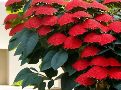 Peregrina (Jatropha Integerrima)