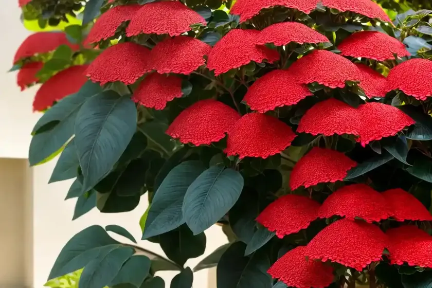 Peregrina (jatropha integerrima)