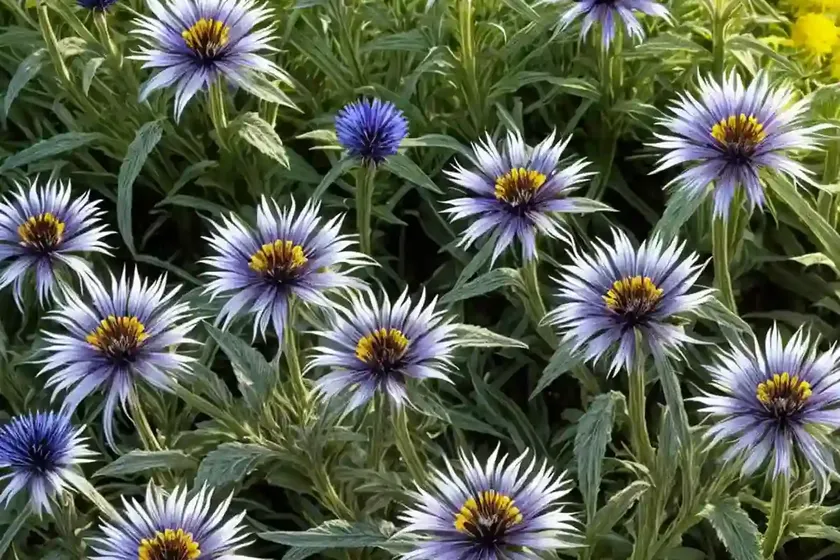 Perennial cornflower (centaurea montana ‘gold bullion’) — photo 3