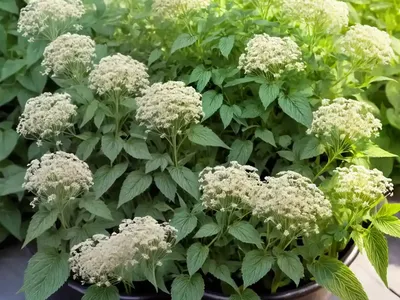 Perennial Pepperweed (Lepidium Latifolium)