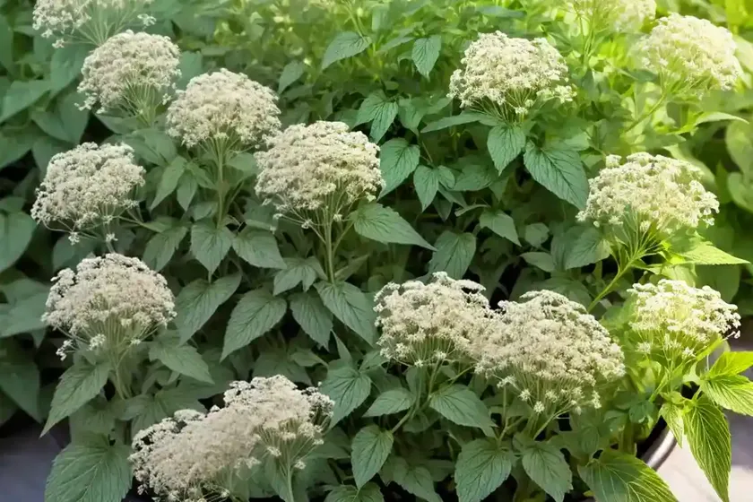 Perennial pepperweed (lepidium latifolium)