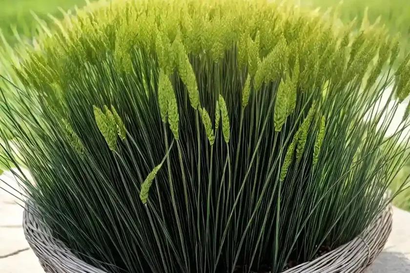 Perennial ryegrass (lolium perenne) — photo 2