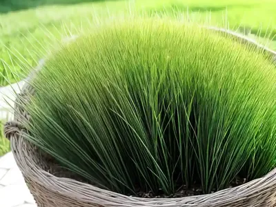 Perennial Ryegrass (Lolium Perenne)