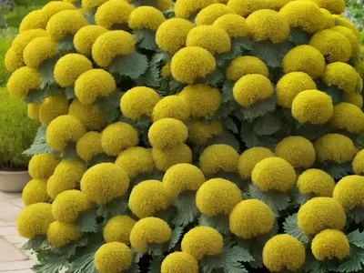 Perennial Sowthistle (Sonchus Asper)