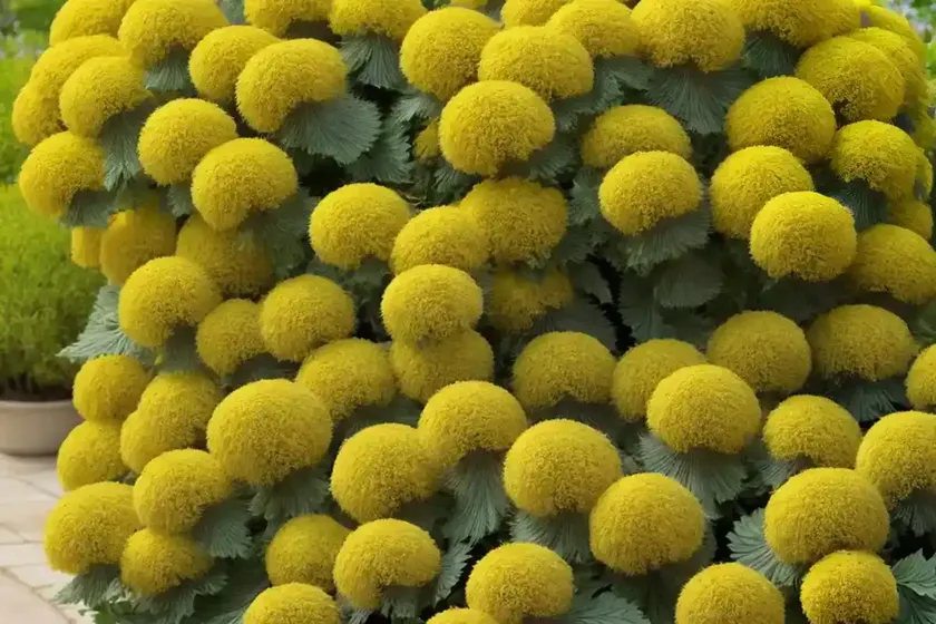 Perennial sowthistle (sonchus asper)
