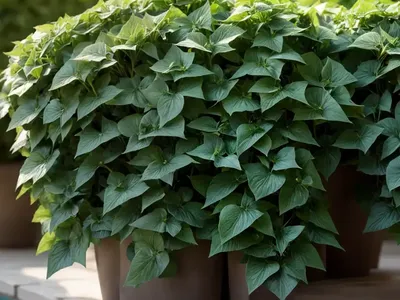Persian Ivy (Hedera Colchica)