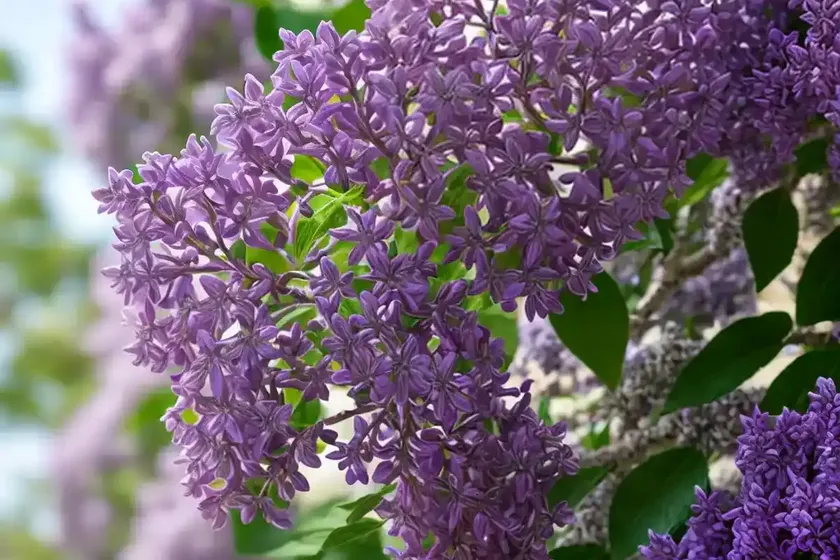 Persian-lilac (syringa persica) — photo 2