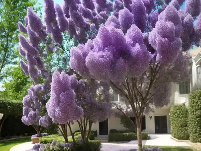 Persian-lilac (Syringa Persica)