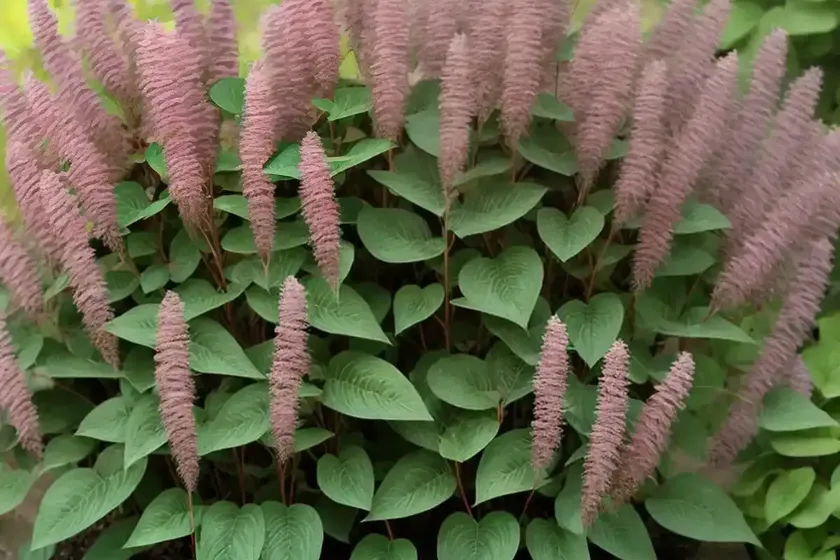 Persicaria Affinis (Lesser Knotweed) — photo 2