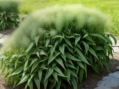Persicaria Affinis (Lesser Knotweed)