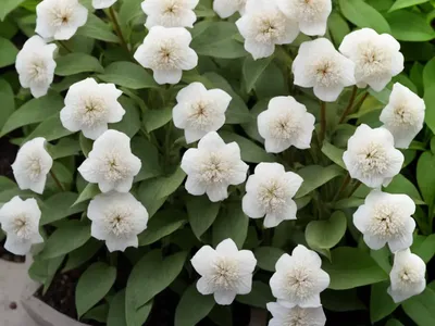 Persicaria Polymorpha (White Fleece Flower)