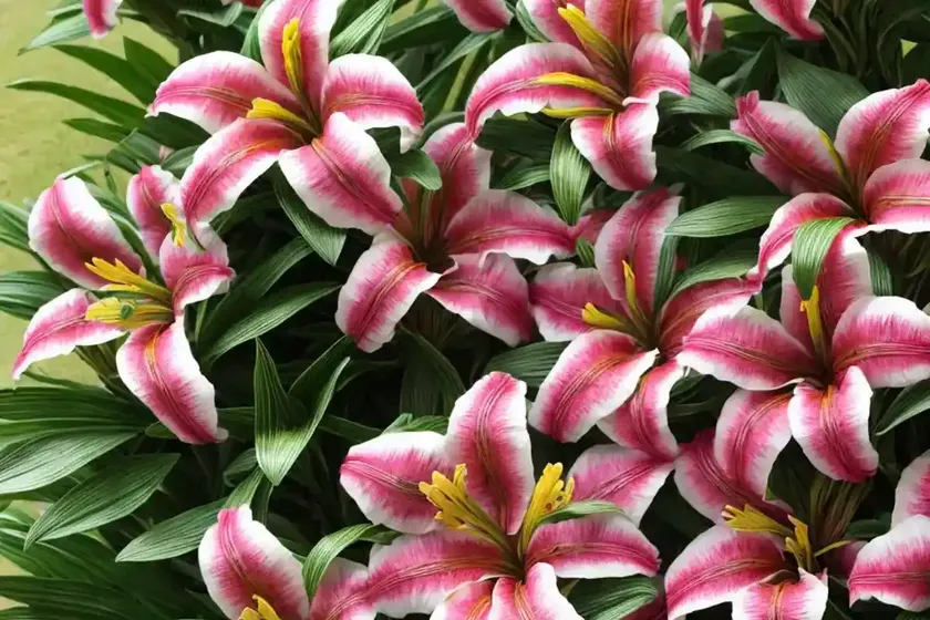 Peruvian lily ‘princess monica’ (alstroemeria x hybrida ‘princess monica’) — photo 3