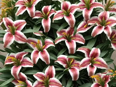 Peruvian Lily ‘princess Monica’ (Alstroemeria X Hybrida ‘princess Monica’)