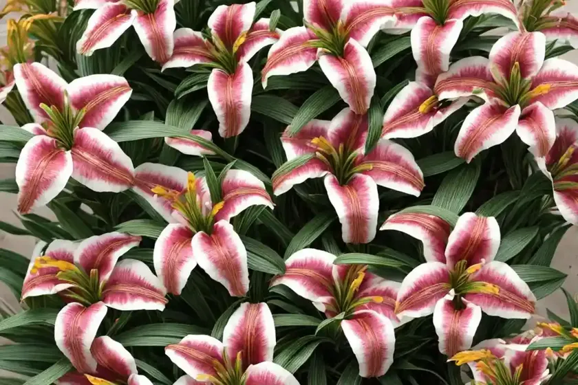 Peruvian lily ‘princess monica’ (alstroemeria x hybrida ‘princess monica’)