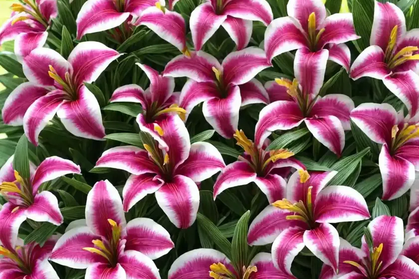 Peruvian lily ‘princess paola’ (alstroemeria) — photo 2