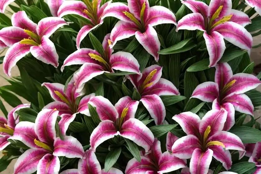 Peruvian lily ‘princess paola’ (alstroemeria) — photo 3