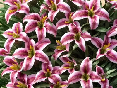 Peruvian Lily ‘Princess Paola’ (Alstroemeria)