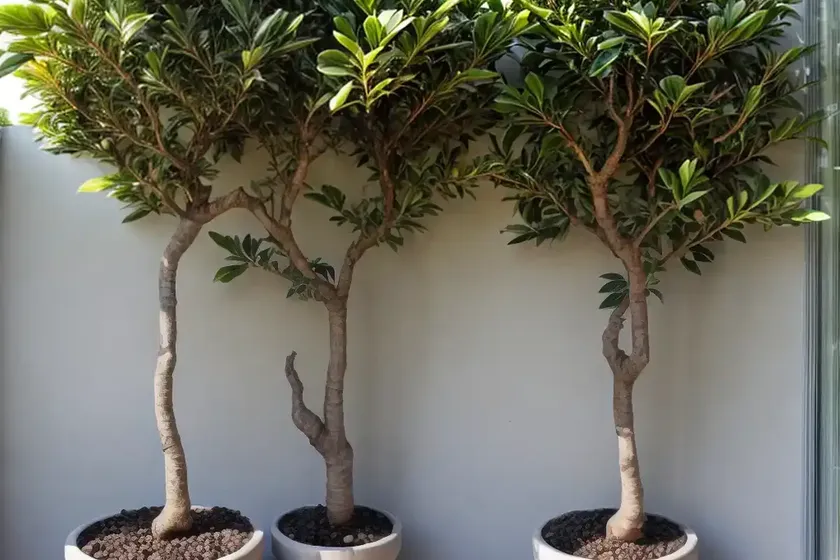 Petiolate fig (ficus petiolaris) — photo 3