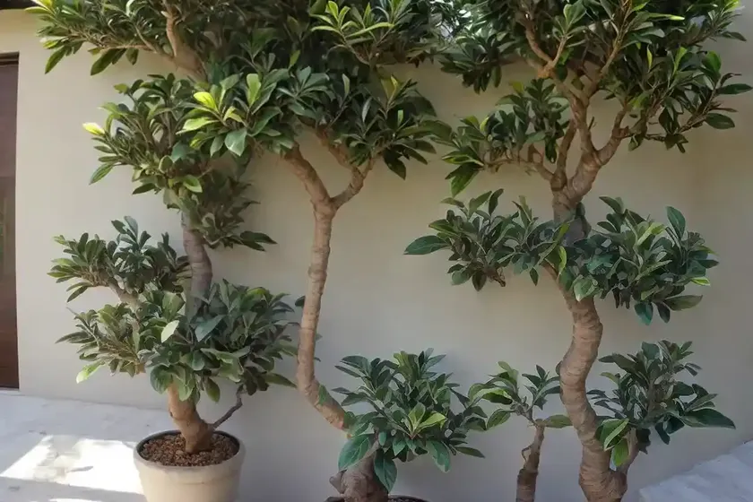 Petiolate fig (ficus petiolaris)
