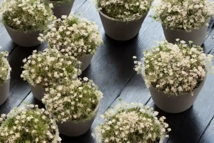 Petrorhagia (petrorhagia saxifraga) — photo 3
