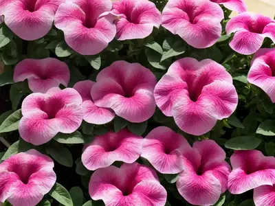 Petunia ‘Shock Wave Pink Shades’)