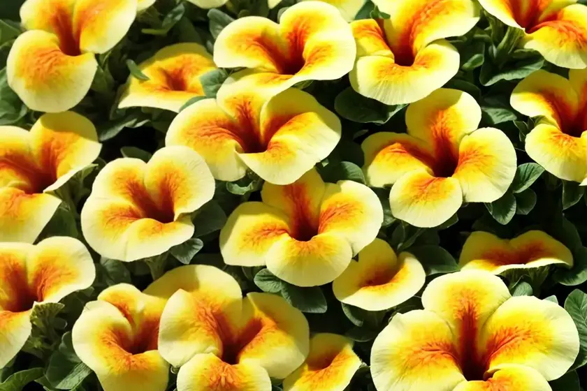 Petunia ‘shock wave yellow’) — photo 2